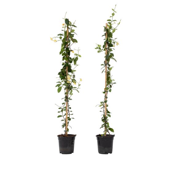 Jasmiinitähti - 2 kpl - Trachelospermum jasminoides - Korkeus 110-120cm - ⌀17cm