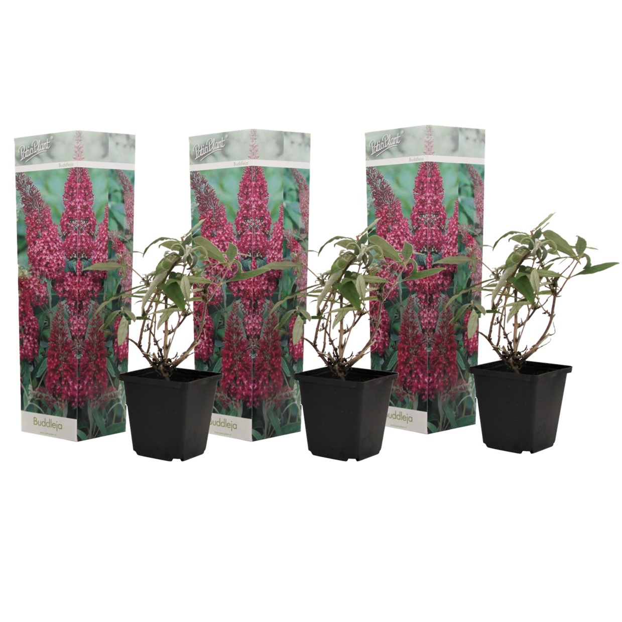Kesäsyreeni - 3 kpl - Buddleja davidii 'Pink Delight' - Korkeus 25-40cm - ⌀9cm