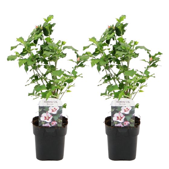 Ruusu alppiruusu - 2 kpl. - Hibiscus syriacus 'Hamabo' - Korkeus 25-40cm - ⌀17cm