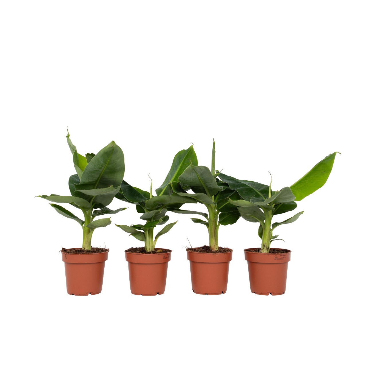 Banaanipuu - 4 kpl - Musa 'Oriental Dwarf' - Korkeus 25-40cm - ⌀12cm