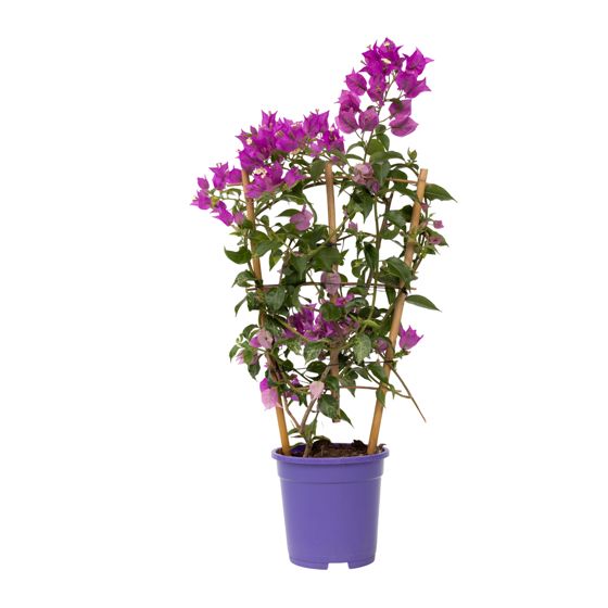 Paperikukka - Bougainvillea 'Alexandra' - Korkeus 50–60cm - ⌀17cm