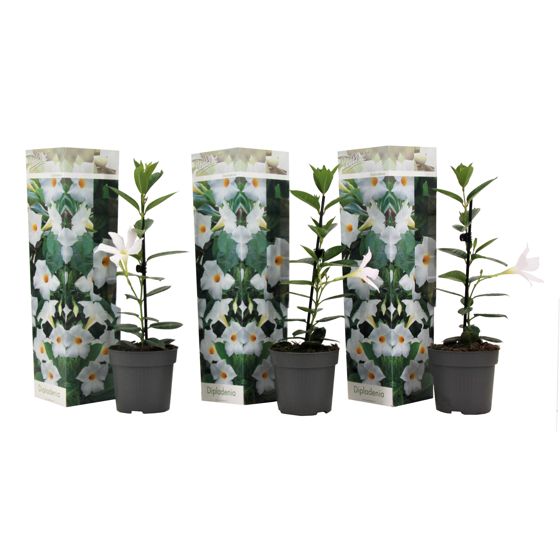 Mandevilla - 3 kpl - Dipladenia sanderii 'Rio White' - Korkeus 25-40 cm - ⌀9 cm