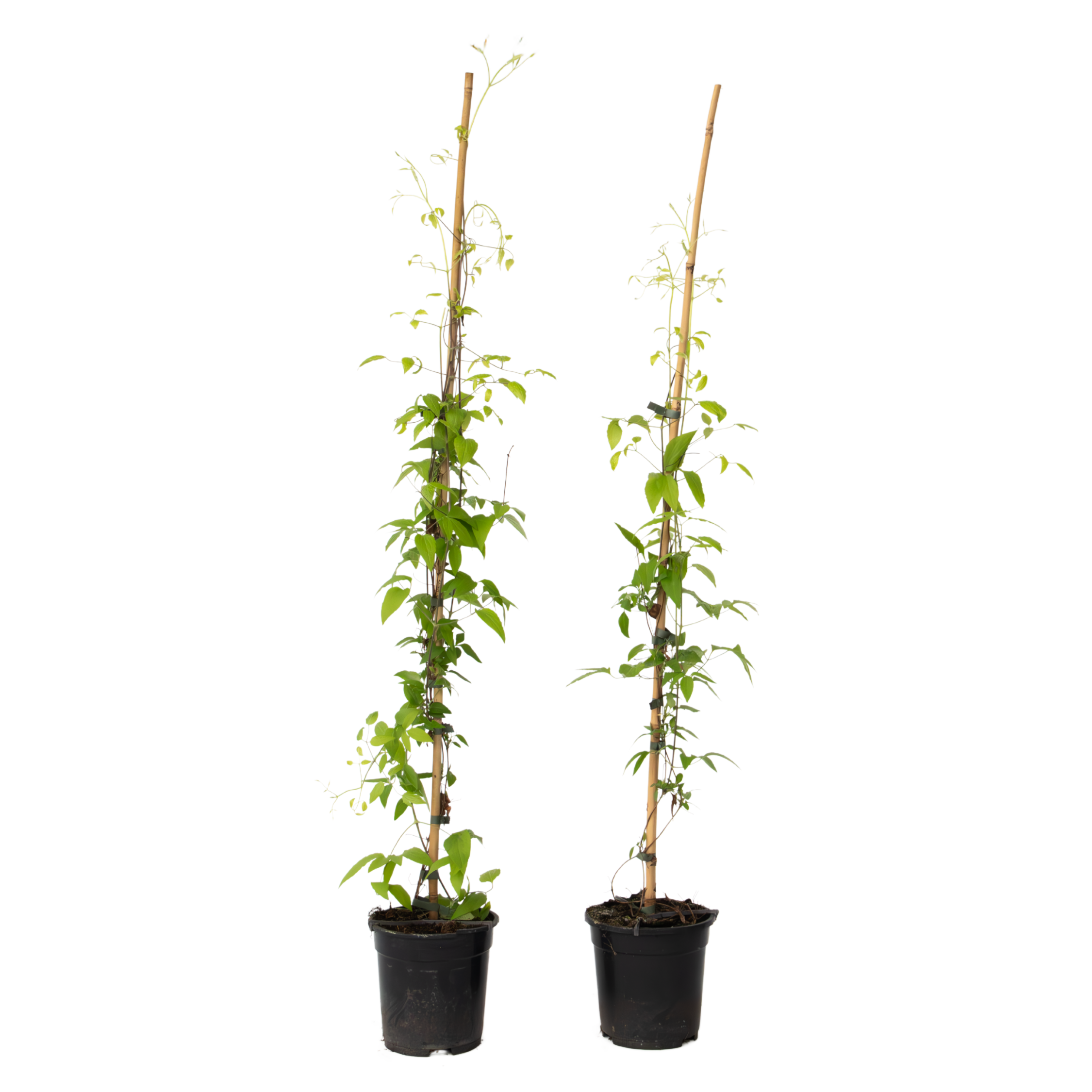 Nahkakukka - 2 kpl - Clematis 'The President' - Korkeus 100-120 cm - ⌀17 cm