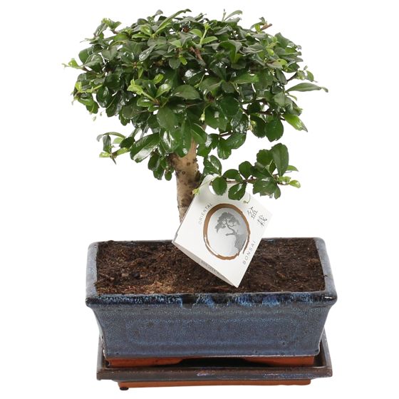 Itämainen teespuu - Carmona microphylla - Korkeus 30-35 cm - ⌀20 cm