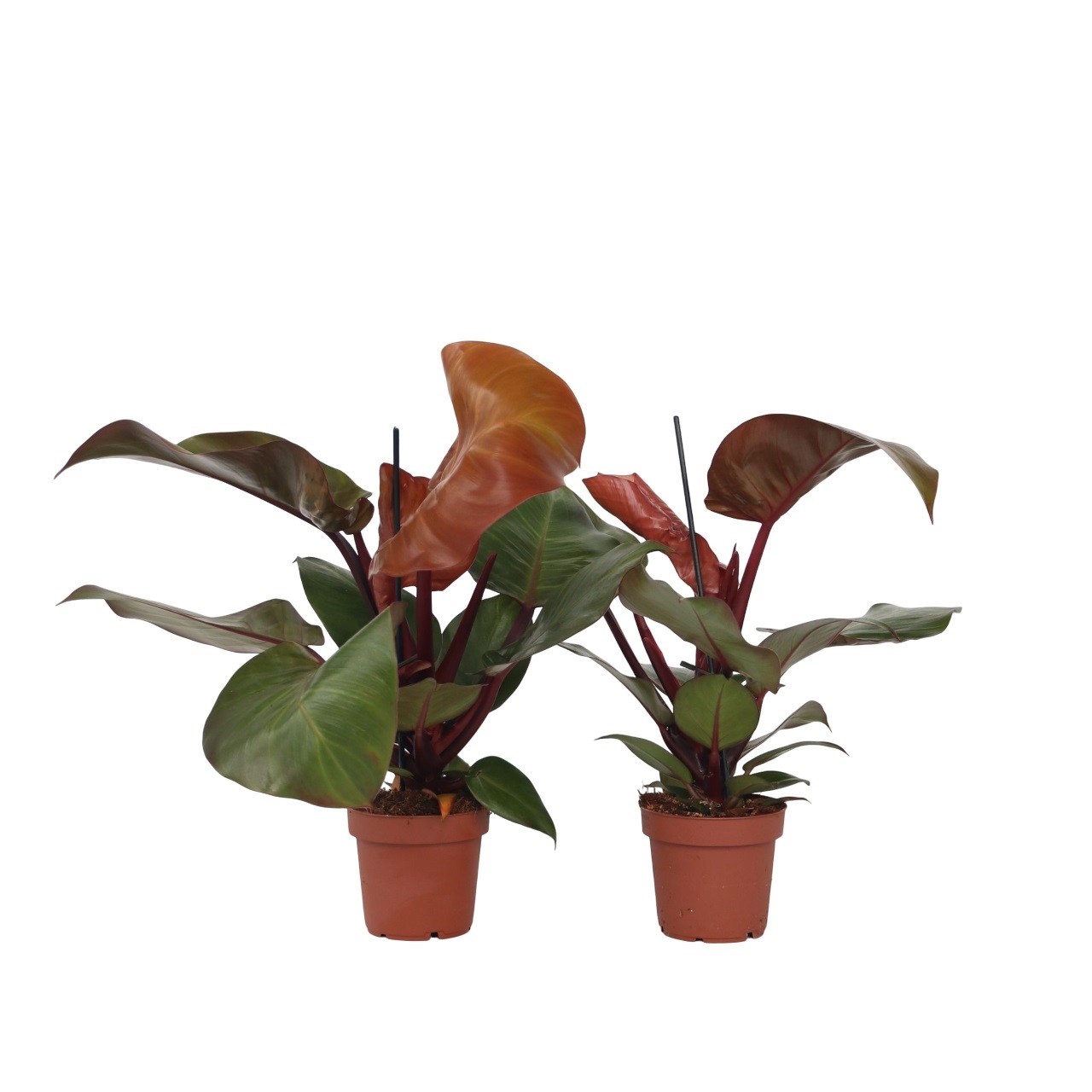 Sydänkasvi - 2 kpl - Philodendron 'Sun Light' - Korkeus 20-30cm - ⌀12cm