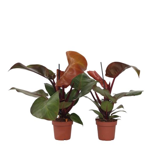 Sydänkasvi - 2 kpl - Philodendron 'Sun Light' - Korkeus 20-30cm - ⌀12cm