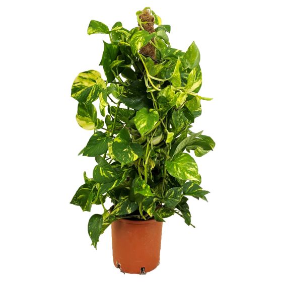 Kultainen Pothos - Epipremnum Scindapsus 'Aureum' - Korkeus 80-90 cm - ⌀21 cm