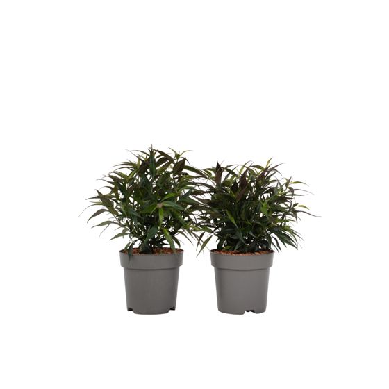 Paratiisilintu - 2 kpl - Strobilanthes ‘Brunetthy’ - Korkeus 25-40cm - ⌀17cm