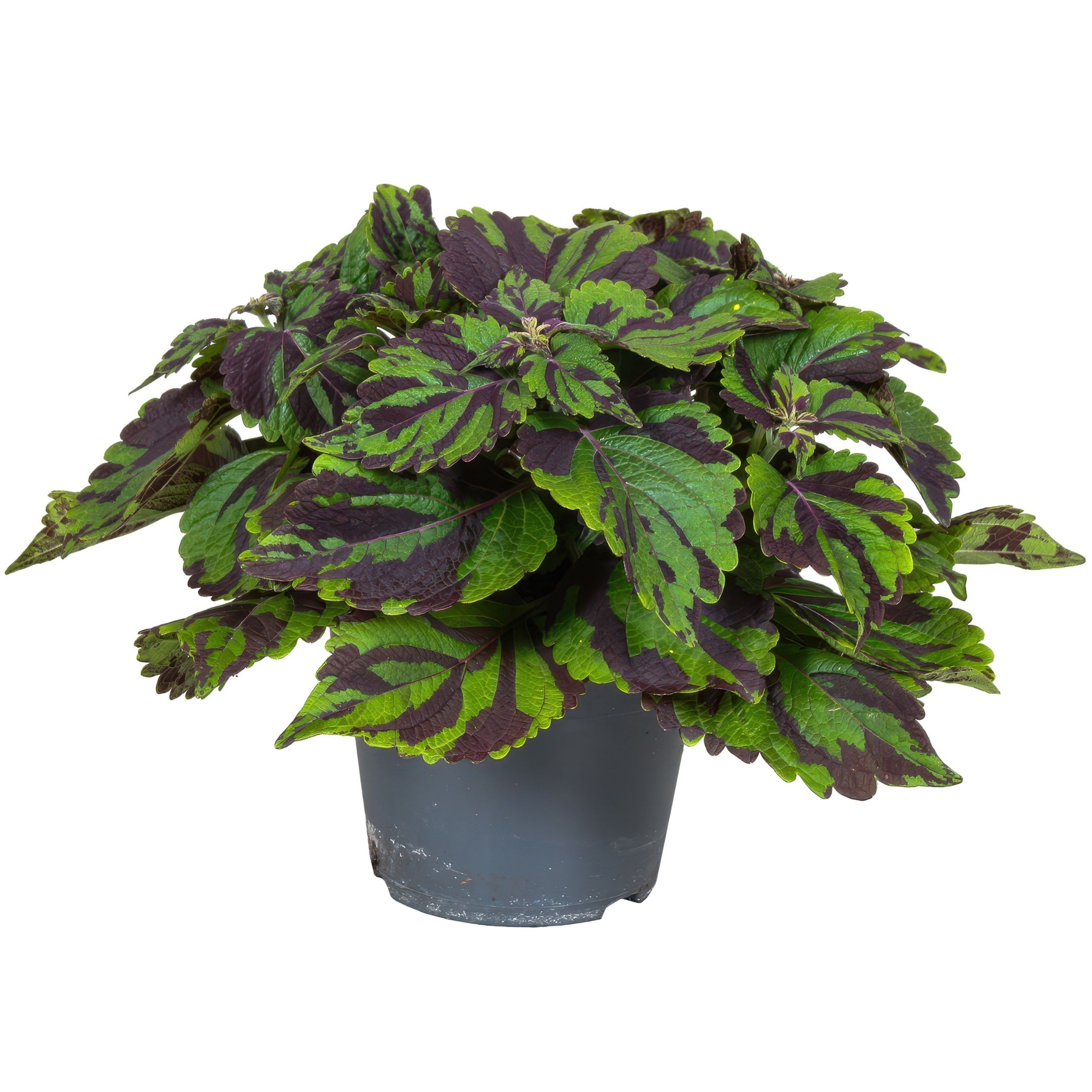 Coleus ‘Tiger’ – Värinokkonen – Korkeus 25–35cm – ø17cm