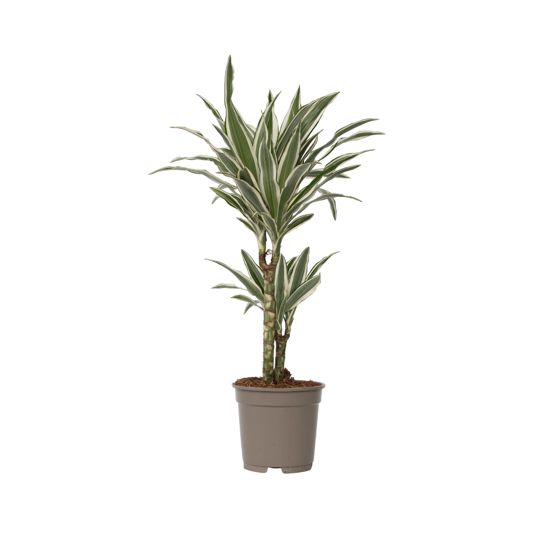 Lohikäärmipuu - Dracaena deremensis 'White Stripe' - Korkeus 60-70cm - ⌀17cm