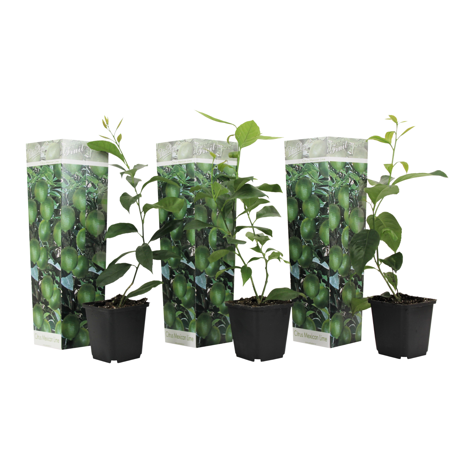 Limetinpensas - 3 kpl - Citrus aurantifolia - Korkeus 25-40 cm - ⌀9 cm