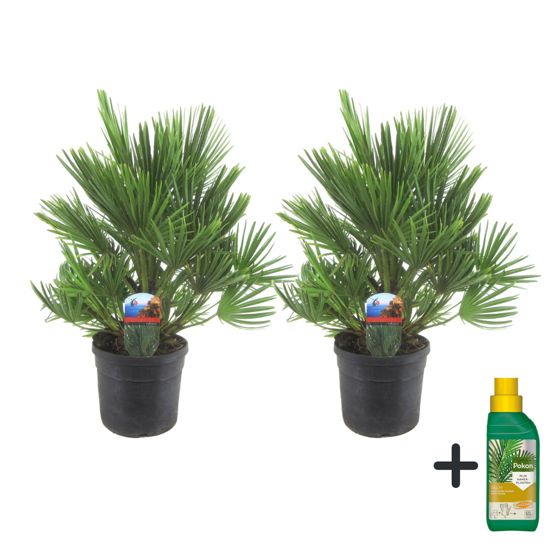 Euroopan viuhkapalmu - Chamaerops 'Vulcano' - Korkeus 35-45cm - ⌀19cm