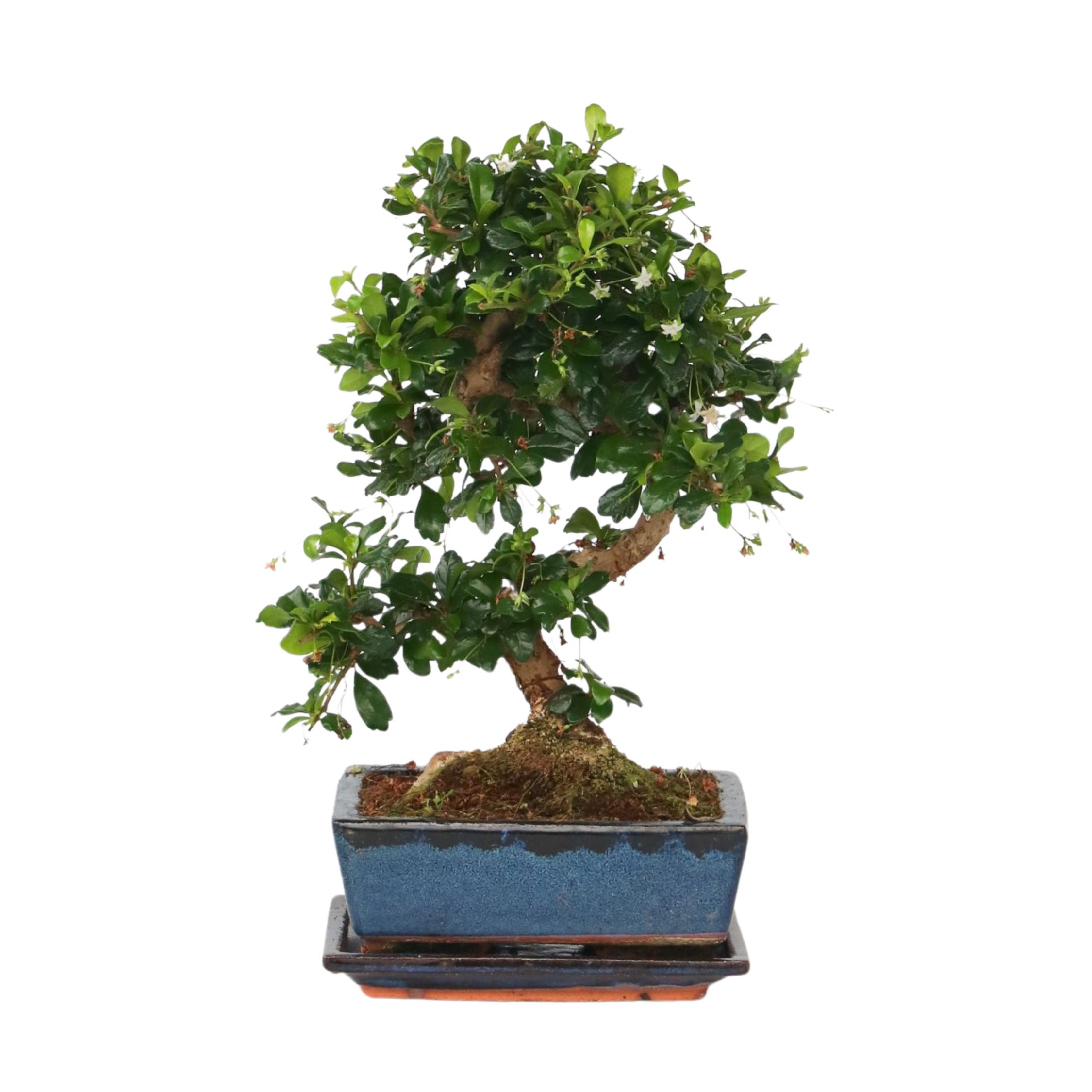 Itämainen teespuu - Carmona microphylla - Korkeus 25-30 cm - ⌀20 cm