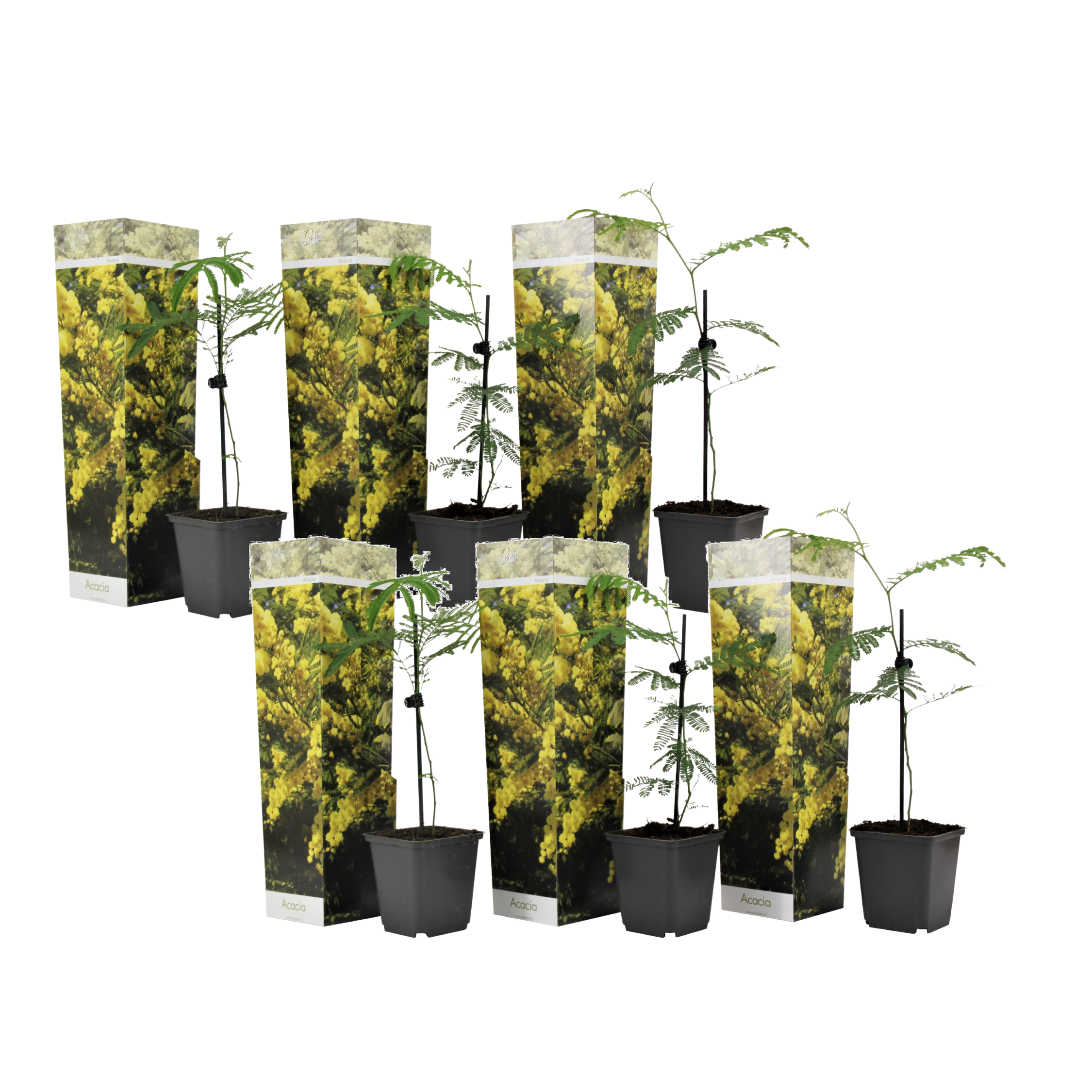 Keltainen mimosa - 6 kpl - Mimosa dealbata - Korkeus 25-40cm - ⌀9cm