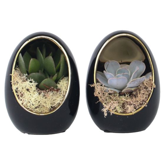 Echeveria koristeellisessa munassa - 2 kpl - Echeveria lilacina - Korkeus 12 cm