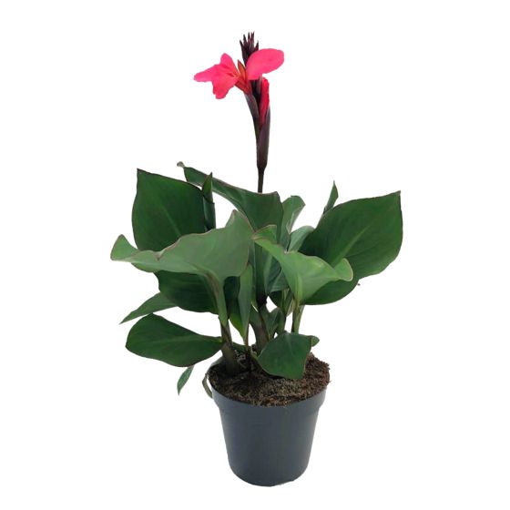 Intian kannus - Canna 'Cannova' - Korkeus 35-45 cm - ⌀17 cm