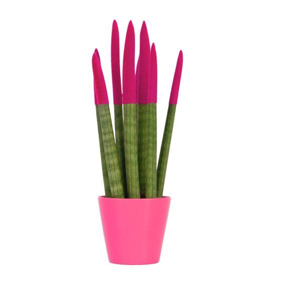 Velvet-käärmekasvi - Sansevieria cylindrica - Korkeus 20-40cm - ⌀9cm