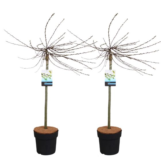 Iona-paju - 2 kpl. - Salix repens 'Iona' - Korkeus 80-90cm - ⌀19cm