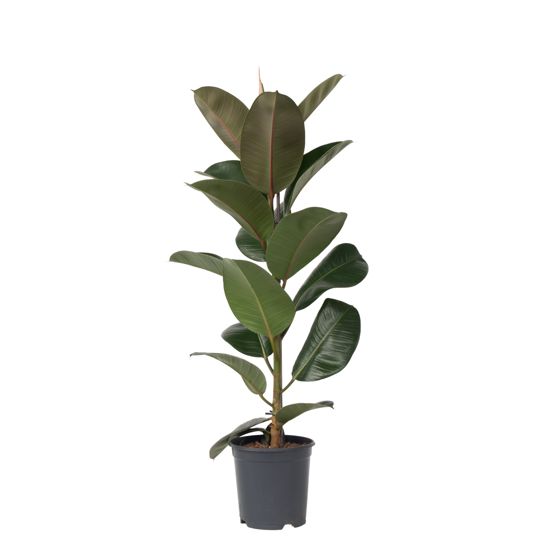 Kumipuu - Ficus Elastica 'Robusta' - Korkeus 75-100cm - ⌀24cm
