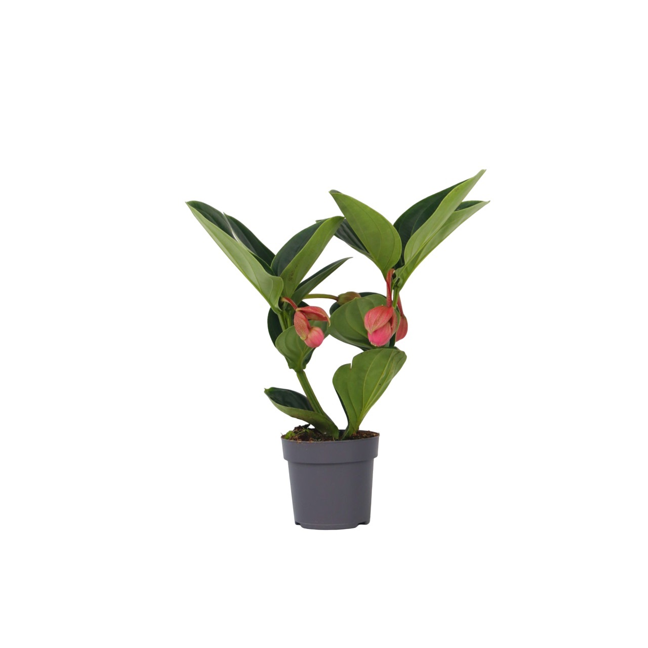 Ruusuviinirypäle - Medinilla magnifica - Korkeus 40-50cm - ⌀14cm