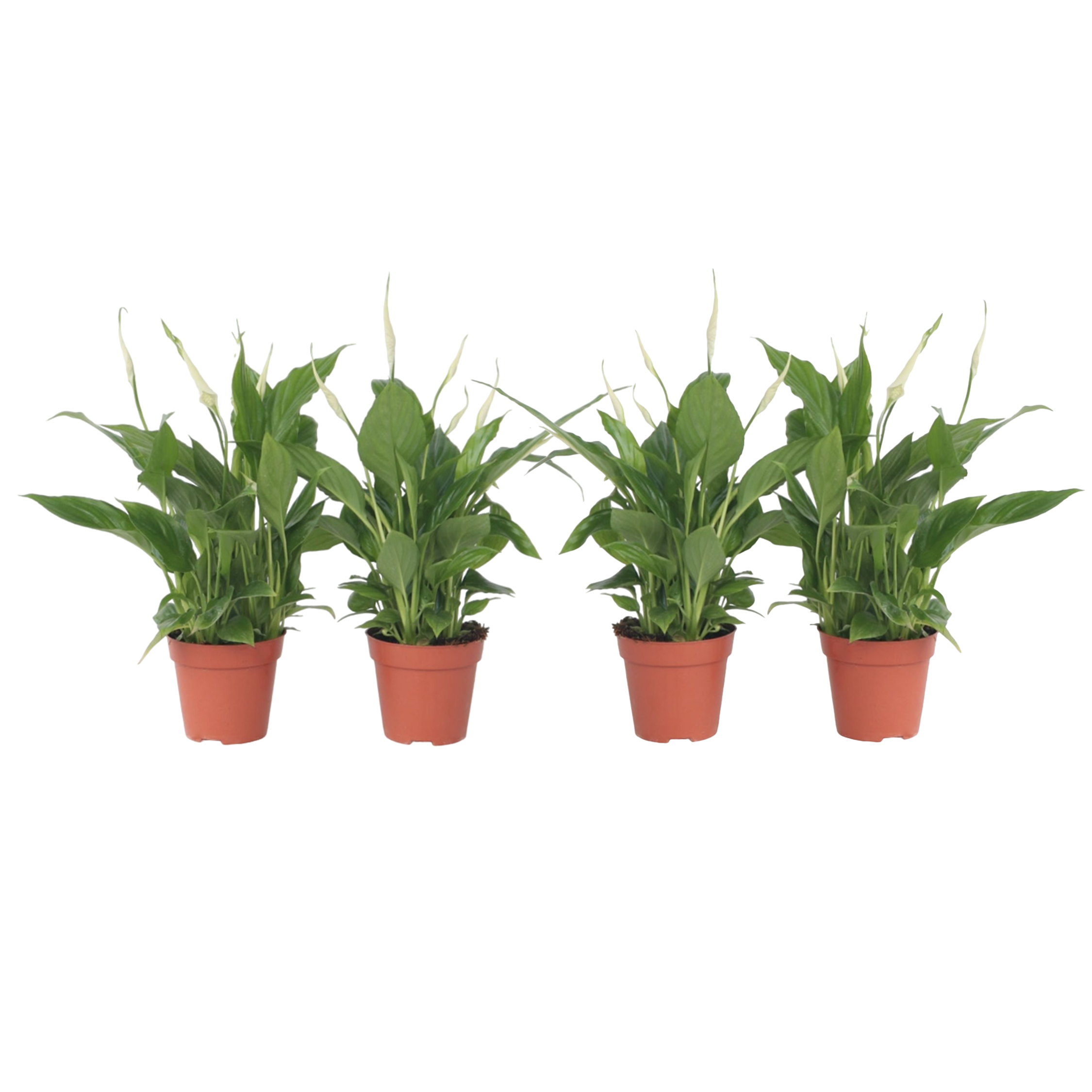 Kauhanliilia - 4 kpl - Spathiphyllum 'Torelli' - Korkeus 30–45cm - ⌀12cm