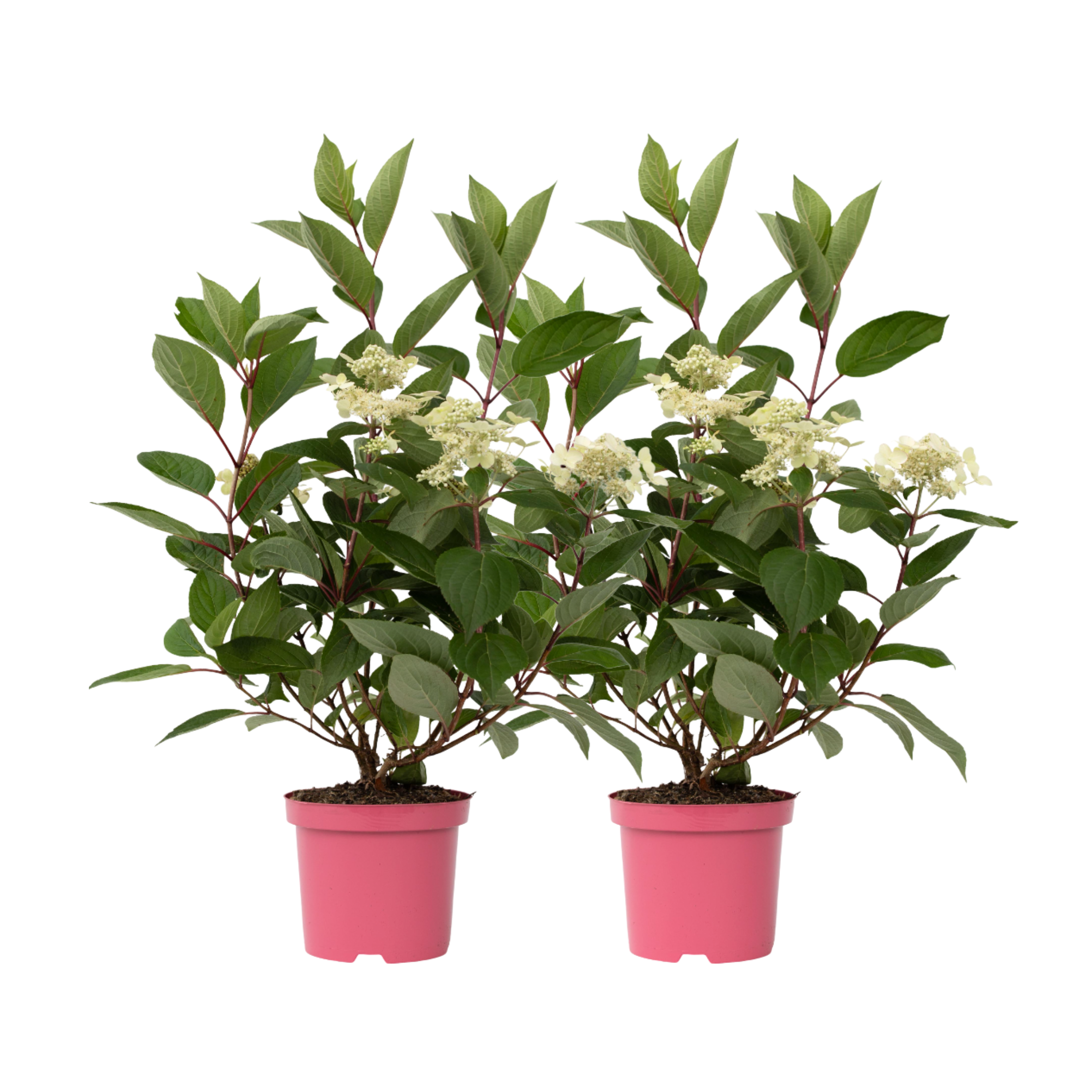 Hortensia - 2 kpl - Hydrangea paniculata 'Early Harry' - Korkeus 25-40cm - ⌀19cm