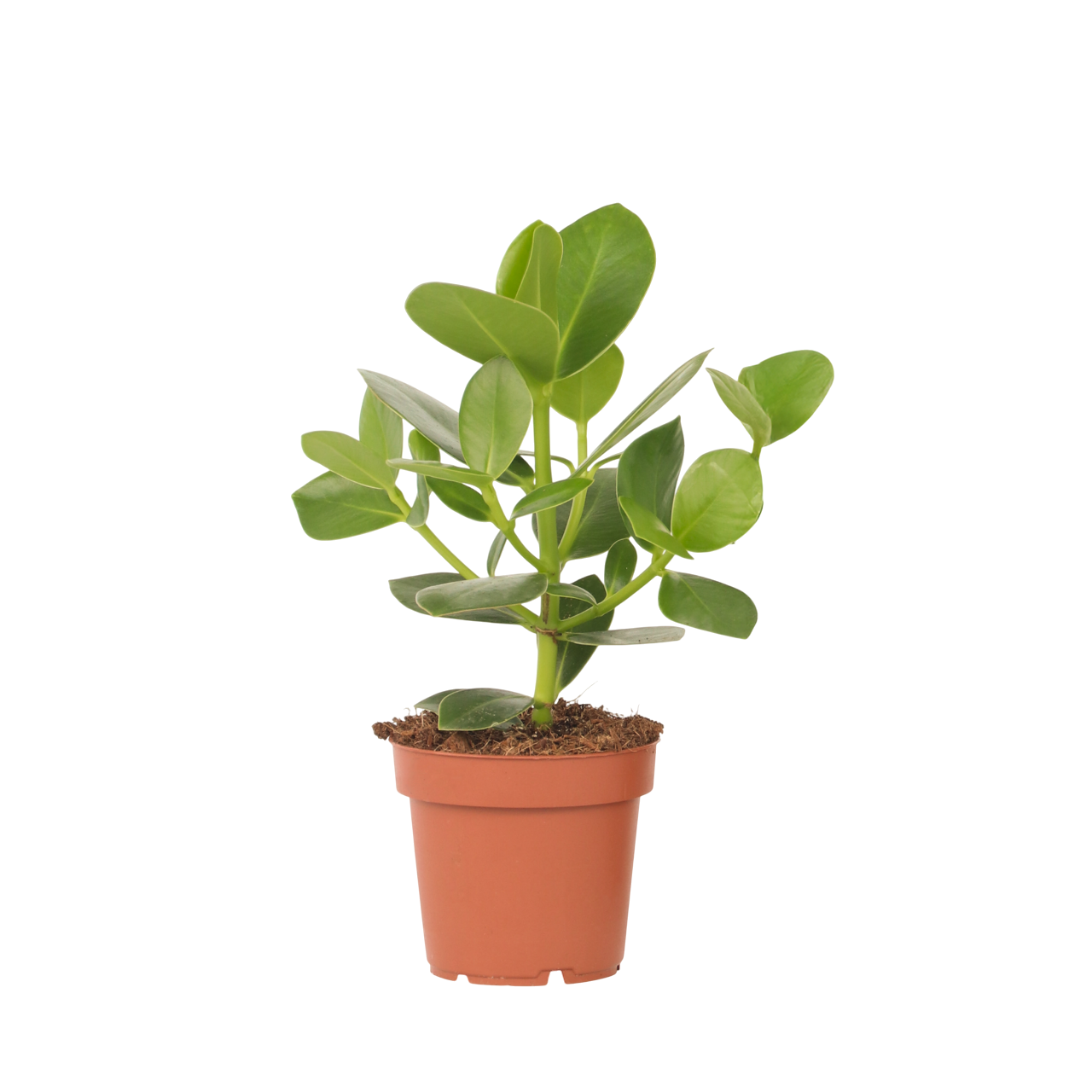 Itsekirjoituspuu - Clusia rosea 'Princess' - Korkeus 25-35cm - ⌀12cm