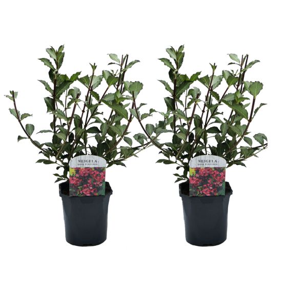 Kukkapensas - 2 kpl - Weigela florida 'Nana Purpurea' - Korkeus 25-40cm - ⌀17cm