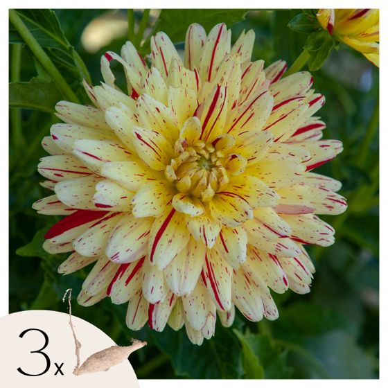 Daaliamukulat - 3 kpl - Dahlia 'Cambridge' - Kukkasipulit