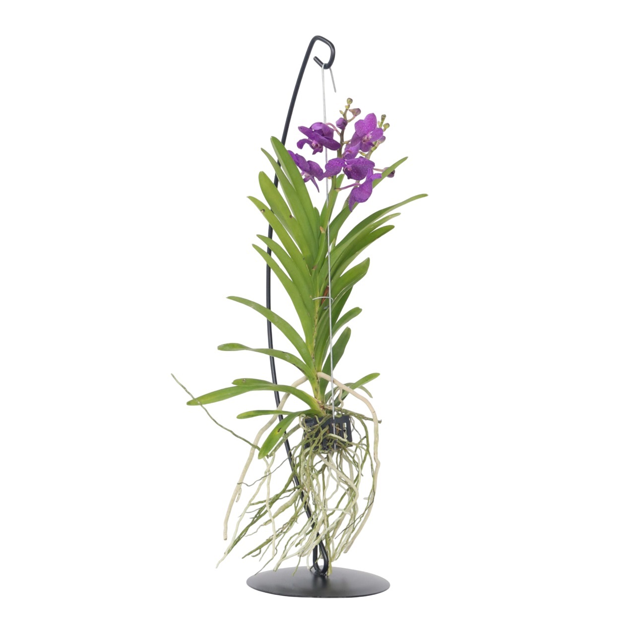 Vanda-orvokki - Vanda 'Blue' - Korkeus 45-55cm
