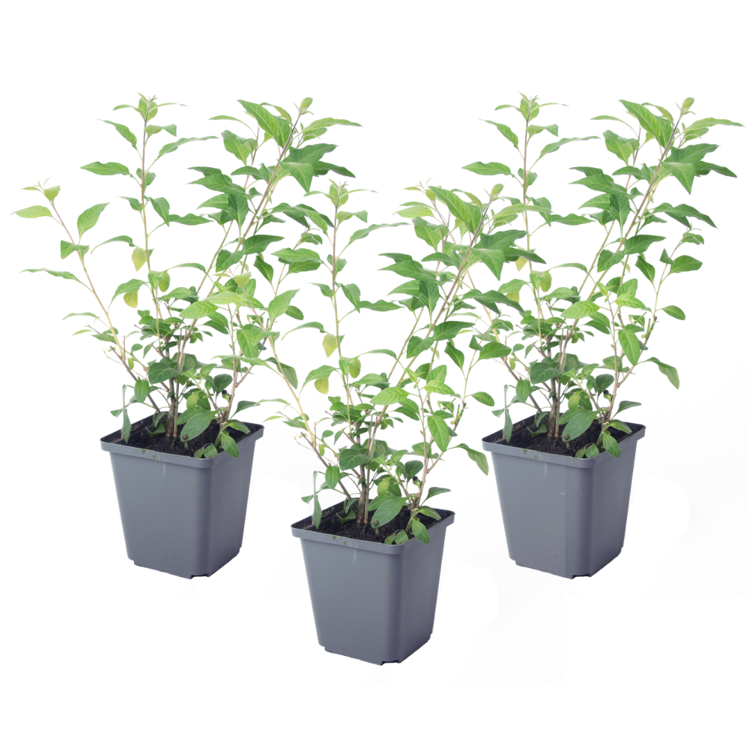 Sininen perunapensas - 3 kpl - Lycianthes rantonnetii - Korkeus 25-40 cm - ⌀9 cm