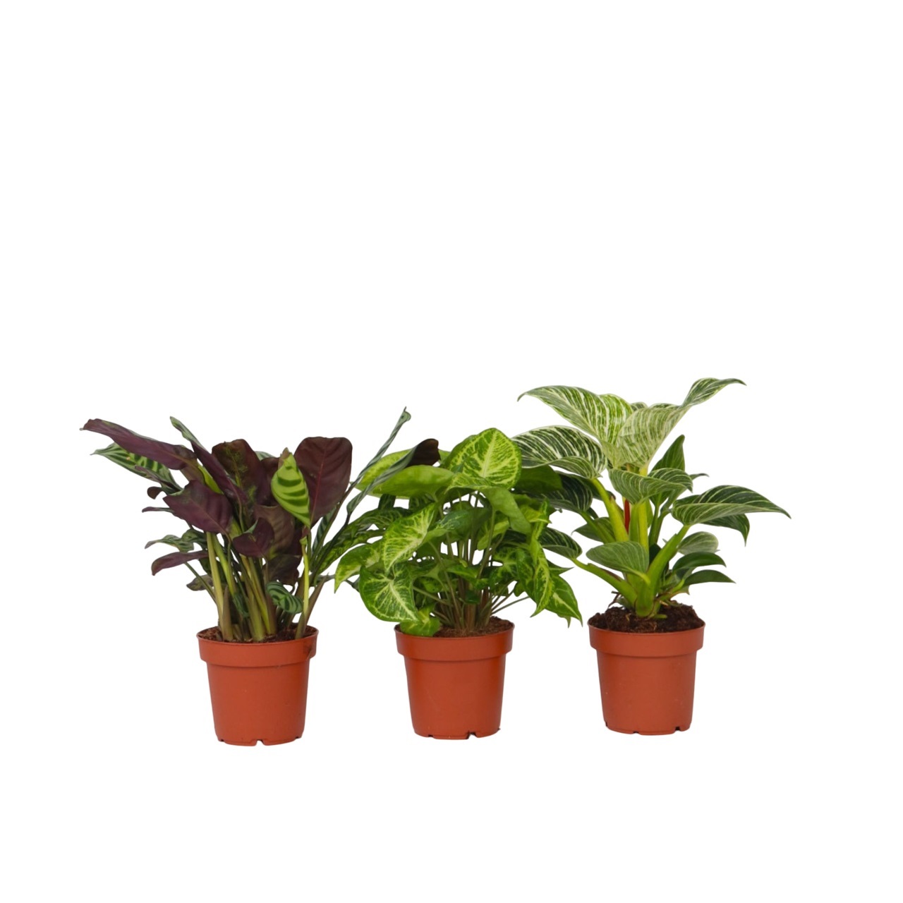 Kodin sisäsekoitus - x3 - Ctenanthe Philodendron Syngonium - K25-40cm - ⌀12cm