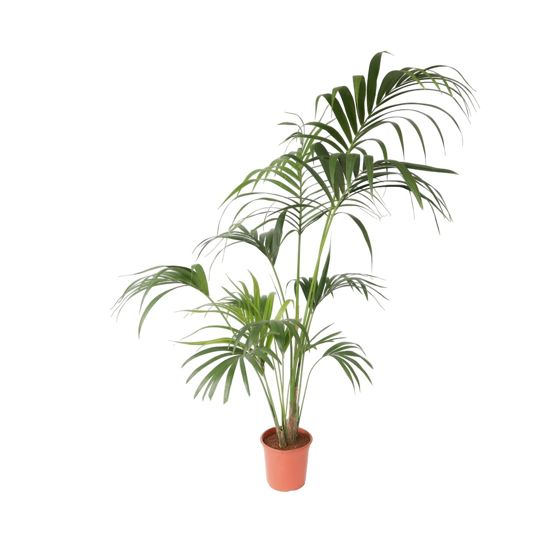 Kentia-palm - Howea forsteriana - Korkeus 150-170cm - ⌀24cm