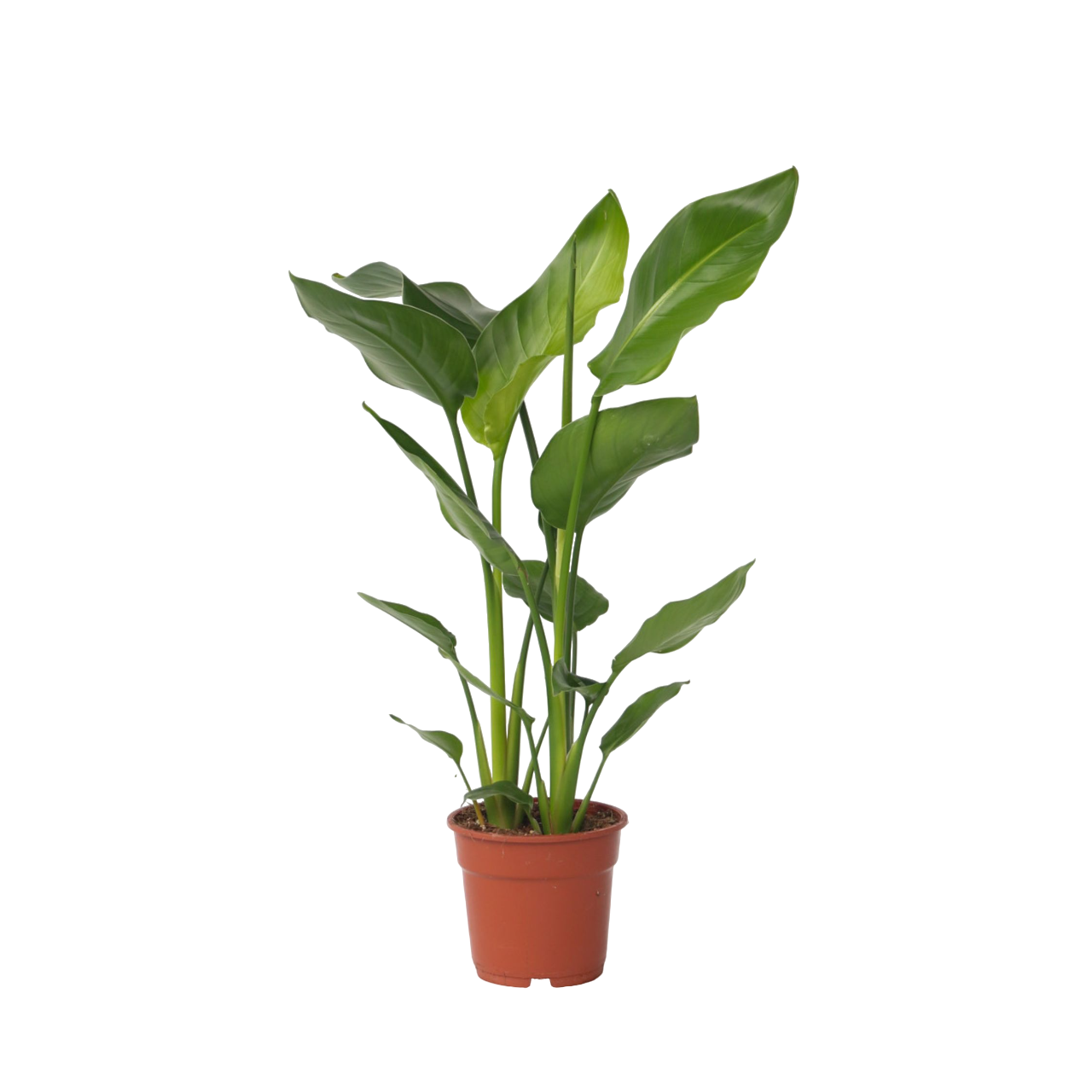 Jättilintuparatiisi - Strelitzia nicolai - Korkeus 55-70 cm - ⌀17 cm