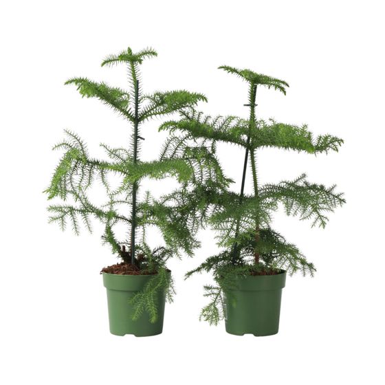 Norfolkinsaaren mänty - 2 kpl - Araucaria heterophylla - Korkeus 45-55cm - ⌀14cm