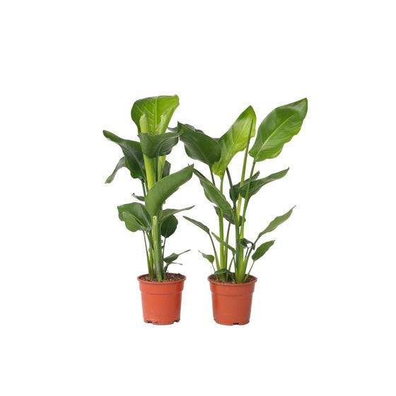 Jättilintuparatiisi - 2 kpl - Strelitzia nicolai - Korkeus 55-70 cm - ⌀17 cm