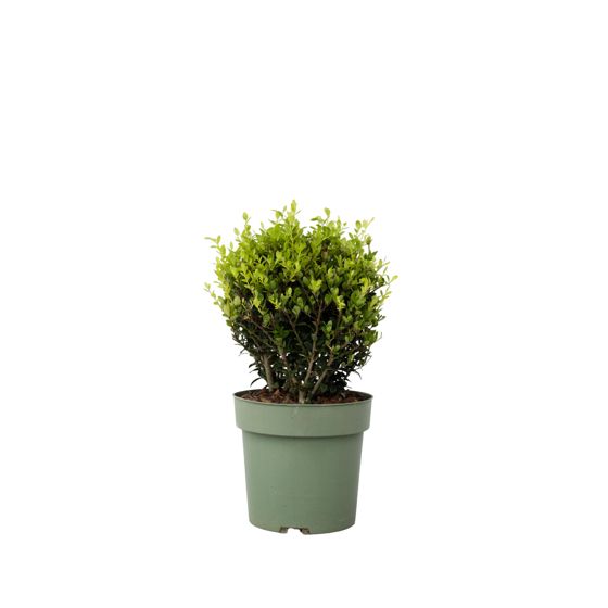 Japanin puksipuu - Ilex crenata 'Jenny' - Korkeus 30-40cm - ⌀17cm