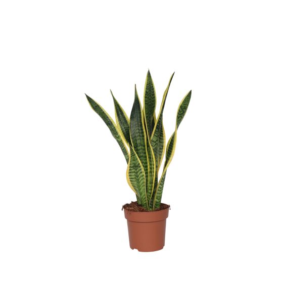 Makonkasvi - Sansevieria trifasciata Laurentii - Korkeus 60-70cm - ⌀17cm