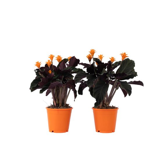 Rukouskasvi - 2 kpl - Calathea crocata 'Tassmania' - Korkeus 40–50cm - ⌀14cm