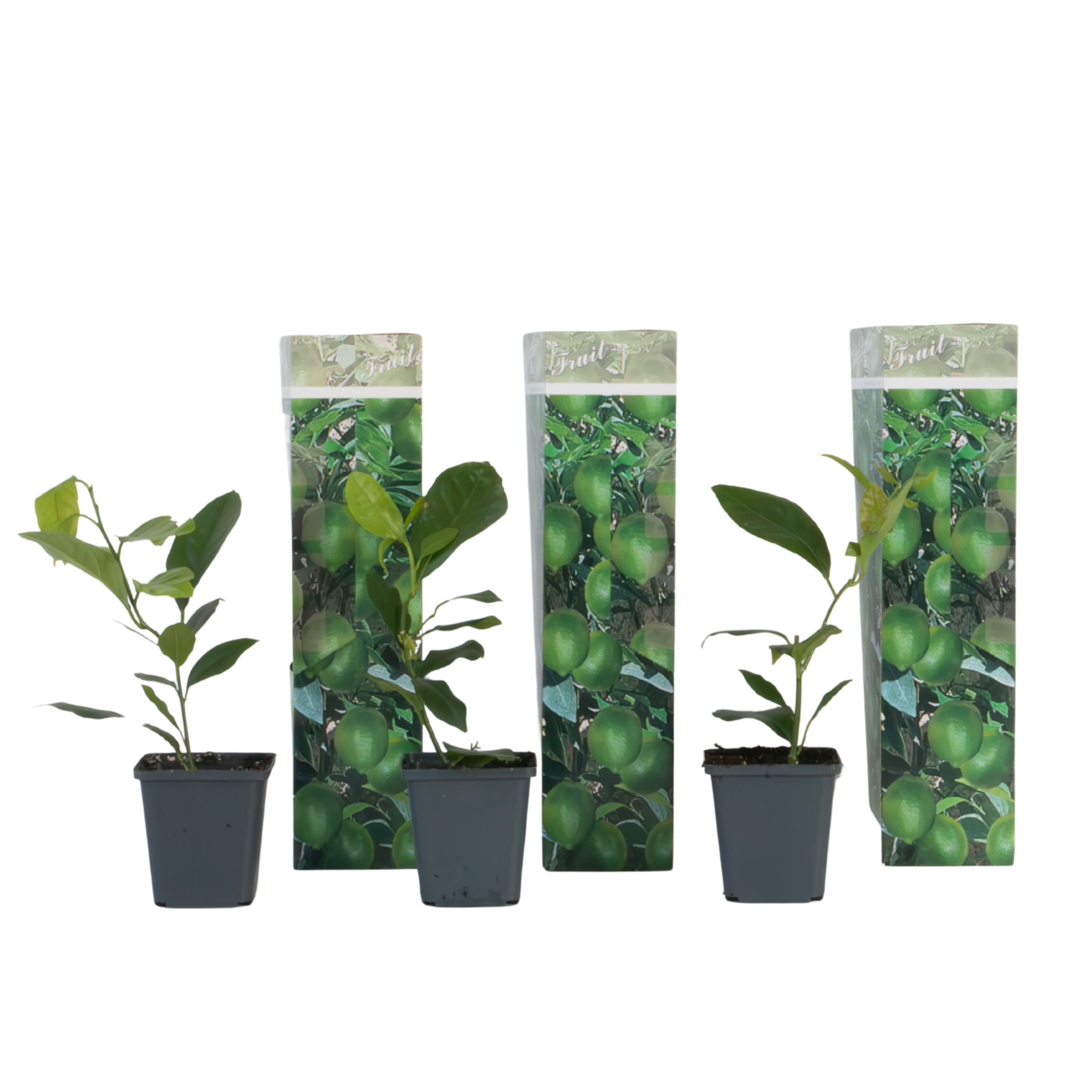 Sitruunapuu - 3 kpl - Citrus limon - Korkeus 25-40 cm - ⌀9 cm