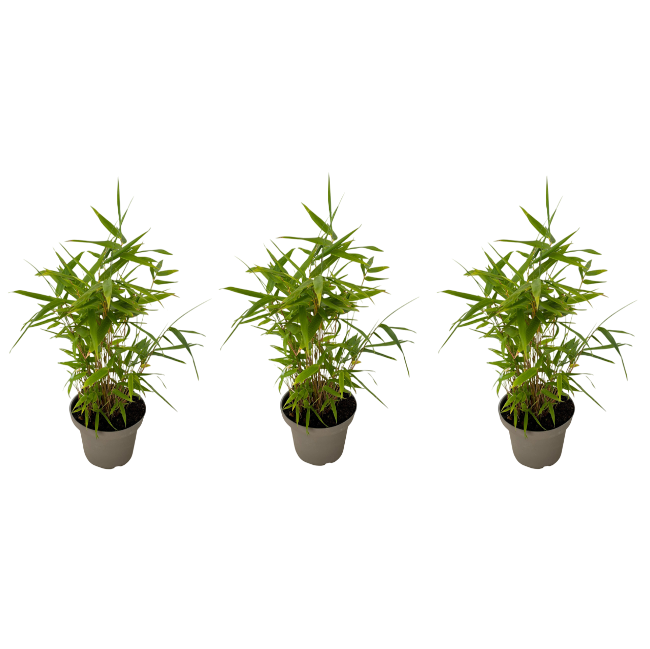 Bambukasvi - 3 kpl - Fargesia nitida 'Black Dragon' - Korkeus 25-40cm - ⌀14cm