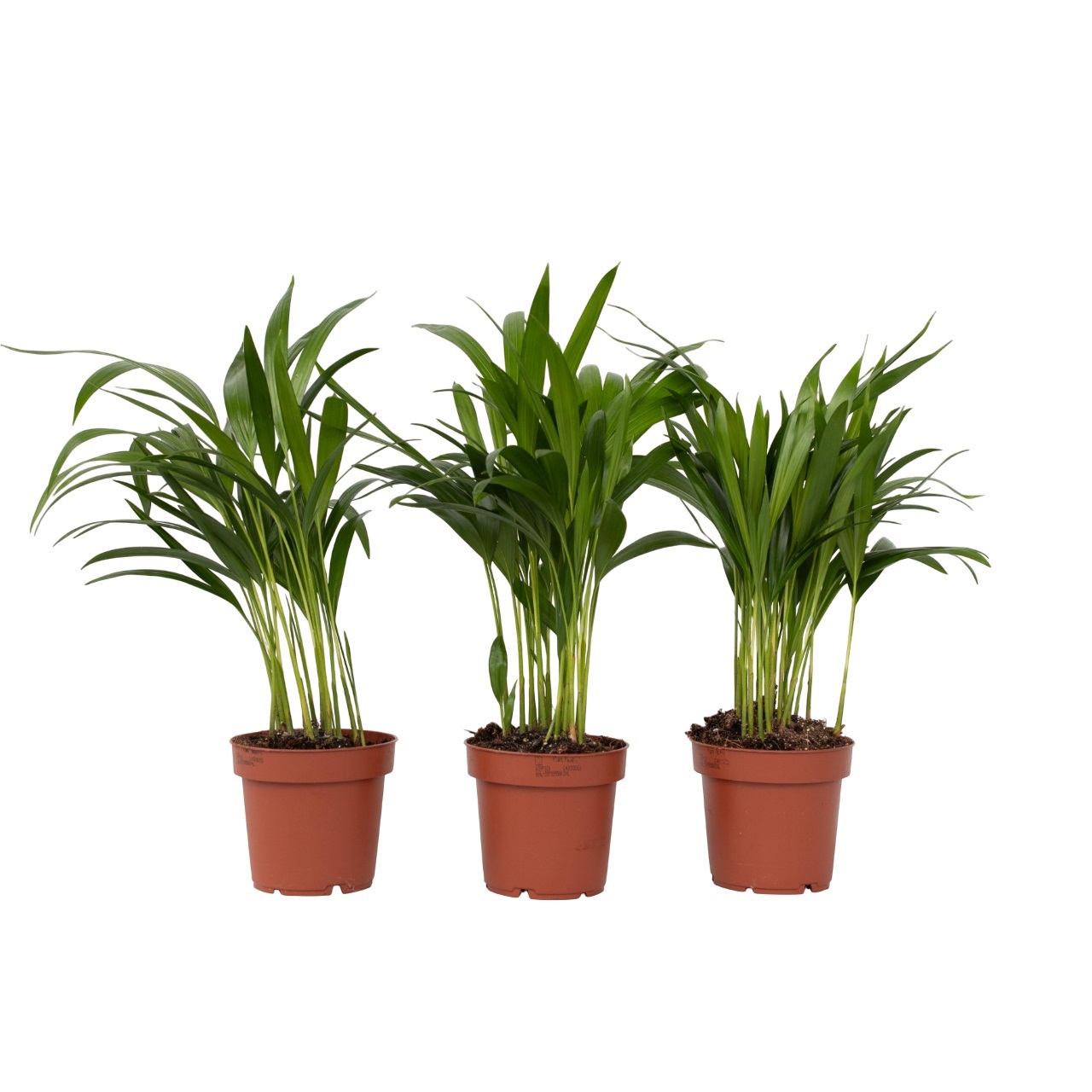 Arekapalmu - 3 kpl - Dypsis lutescens - Korkeus 30-45cm - ⌀12cm