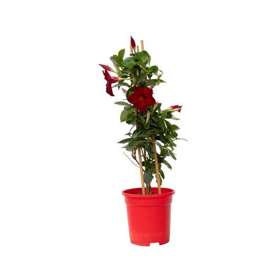Kivikello - Mandeville 'Rio Deep Red' - Korkeus 60-70cm - ⌀17cm