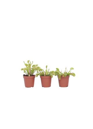 Kärpäsloukku - 3 kpl - Dionaea muscipula - Korkeus 5-15cm - ⌀5,5cm