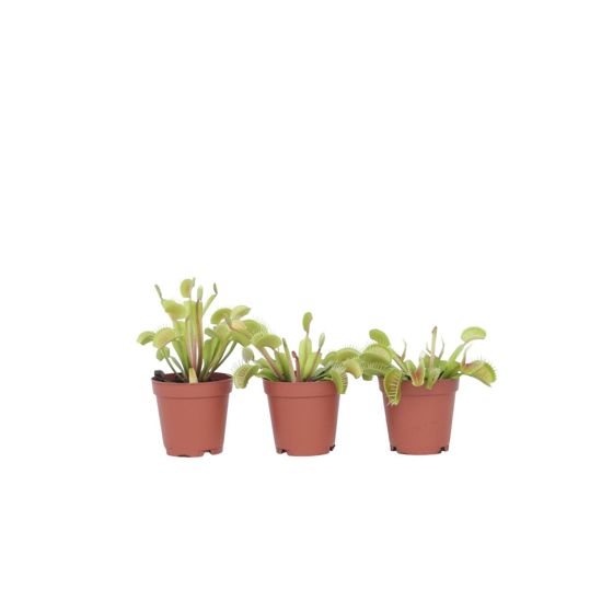Kärpäsloukku - 3 kpl - Dionaea muscipula - Korkeus 5-15cm - ⌀5,5cm
