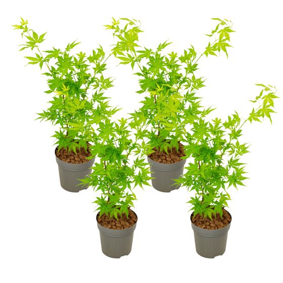 Japanin vaahtera - 4 kpl - Acer palmatum 'Going Green' - K25-40cm - ⌀10,5cm