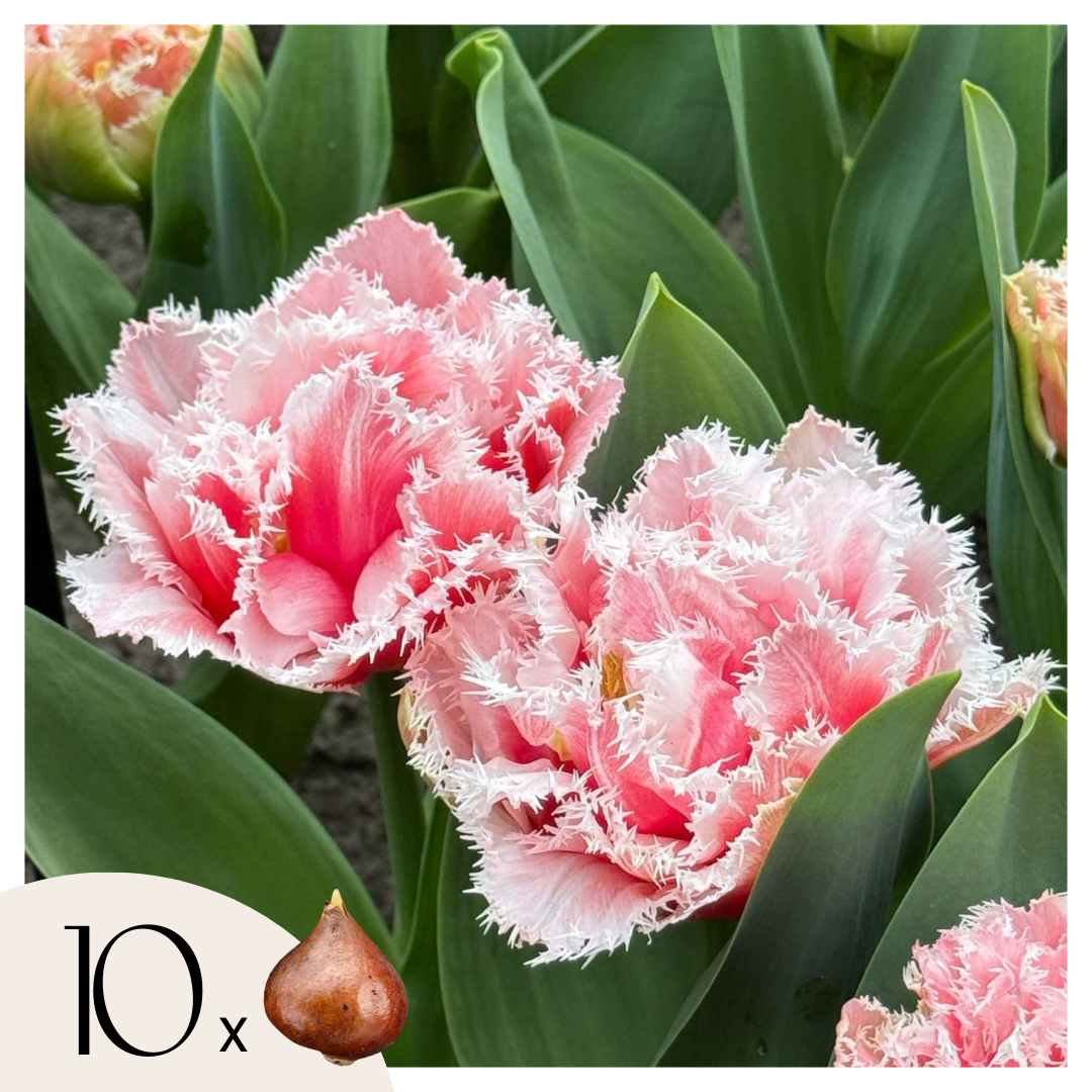 Tulppaaninsipulit - 10 kpl - Tulipa 'Queensland' - Vaaleanpunainen