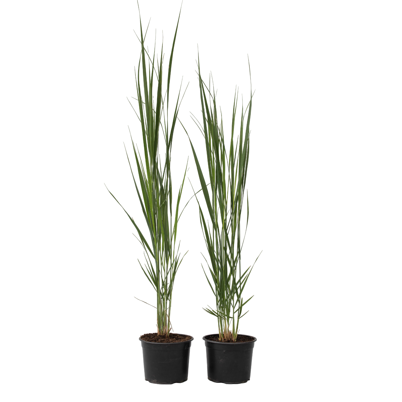 Switch-ruoho - 2 kpl - Panicum virgatum 'Northwind' - Korkeus 40-60cm - ⌀23cm