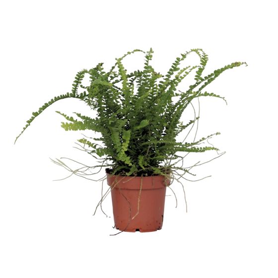 Miekka-saniainen - Nephrolepis 'Duffii' - Korkeus 25-40cm - ⌀12cm
