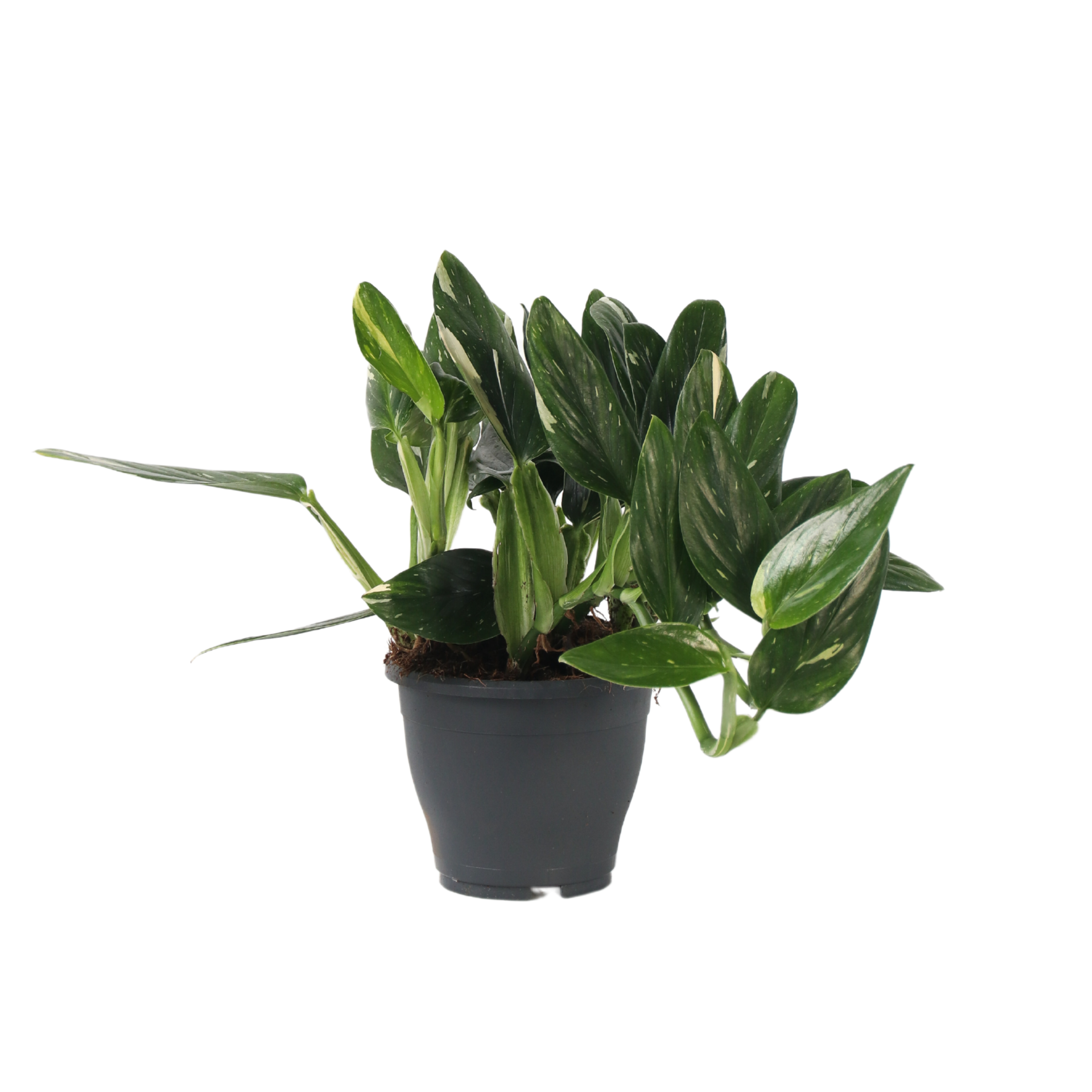 Sydänkasvi - Philodendron Cobra - Korkeus 55-65cm - ⌀19cm